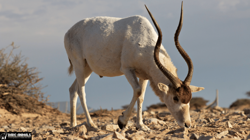 Addax (Addax nasomaculatus)