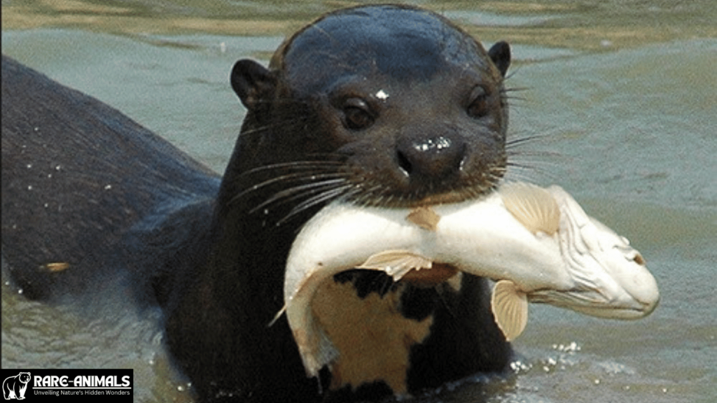 Amazonian Giant River Otter (Pteronura brasiliensis)