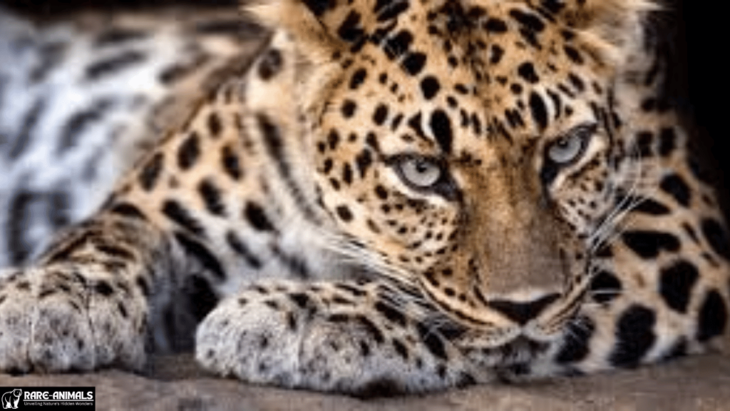 Amur Leopard