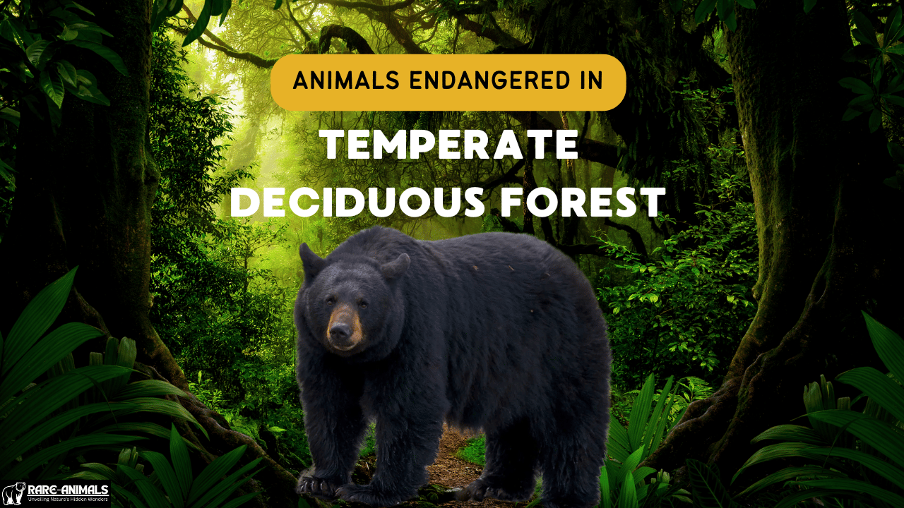 Animals Endangered in Temperate Deciduous Forest