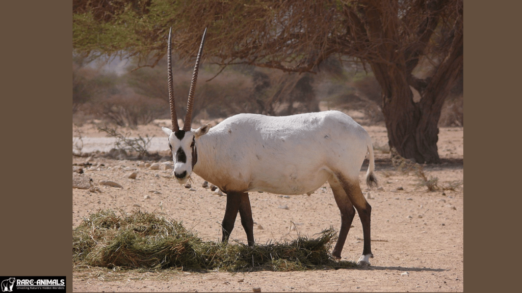 Arabian Oryx (Oryx leucoryx)