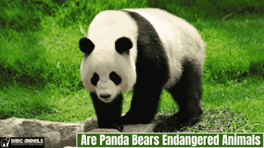 Are Panda Bears Endangered Animals