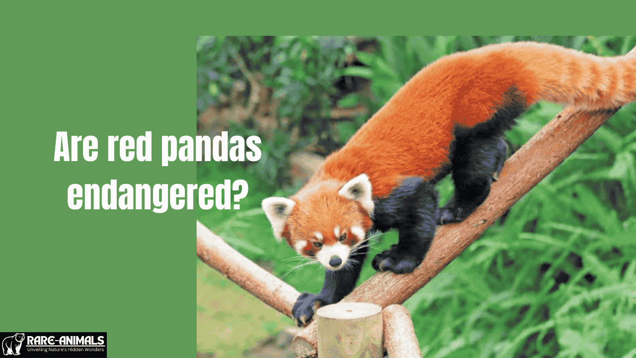 Are red pandas endangered?