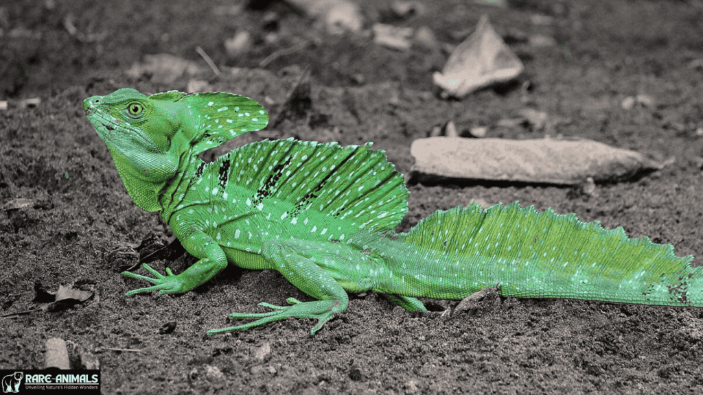 Basilisk Lizard