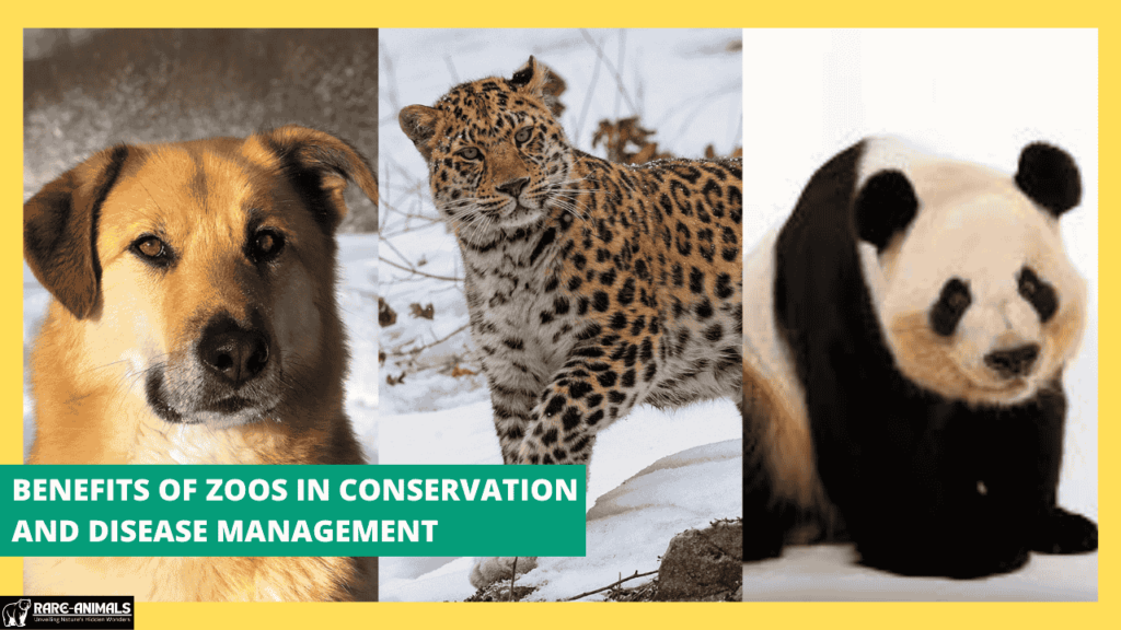 Benefits of Zoos in Conservation and Disease Management