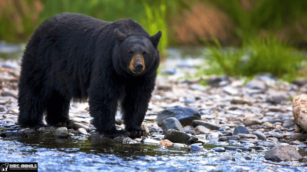 Black Bear (Ursus americanus)