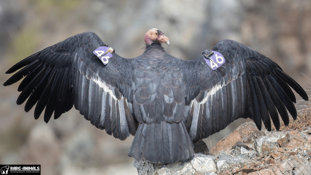 California Condor (Gymnogyps californianus)