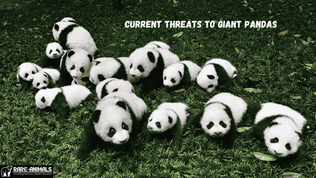 Current Threats to Giant Pandas