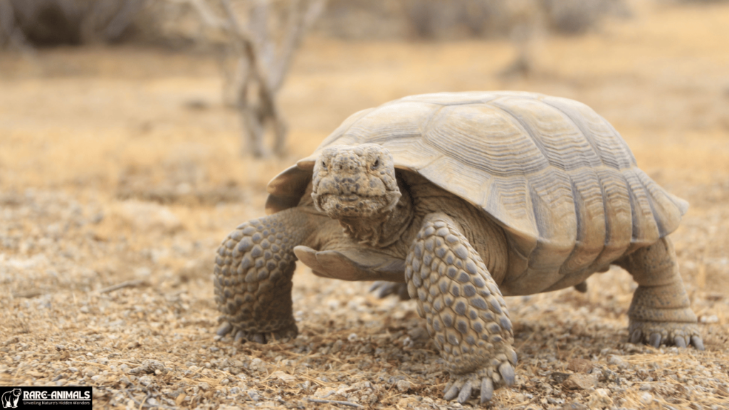 Desert Tortoise (Gopherus agassizii)