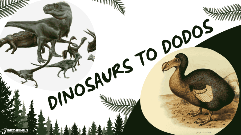 Dinosaurs to Dodos