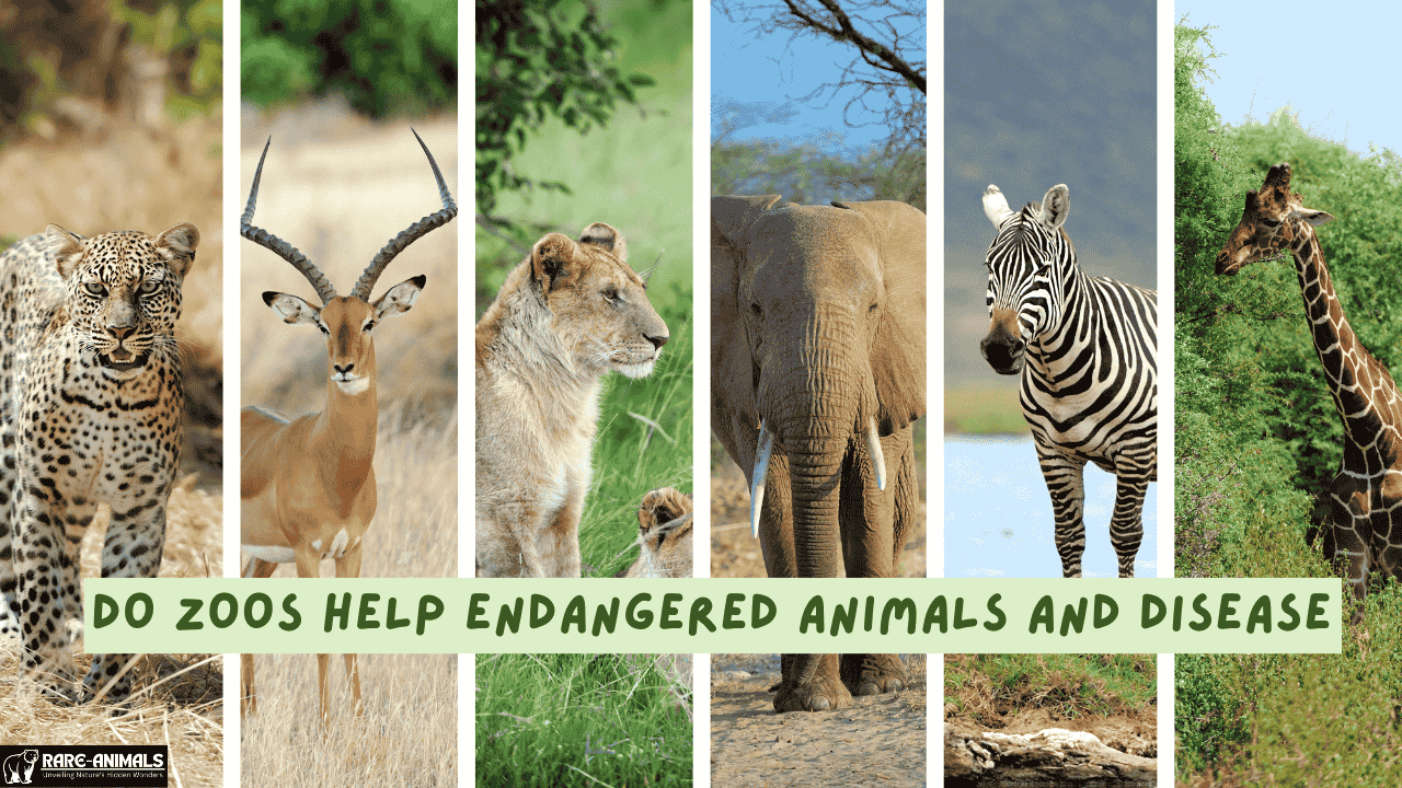 Do Zoos Help Endangered Animals and Disease​