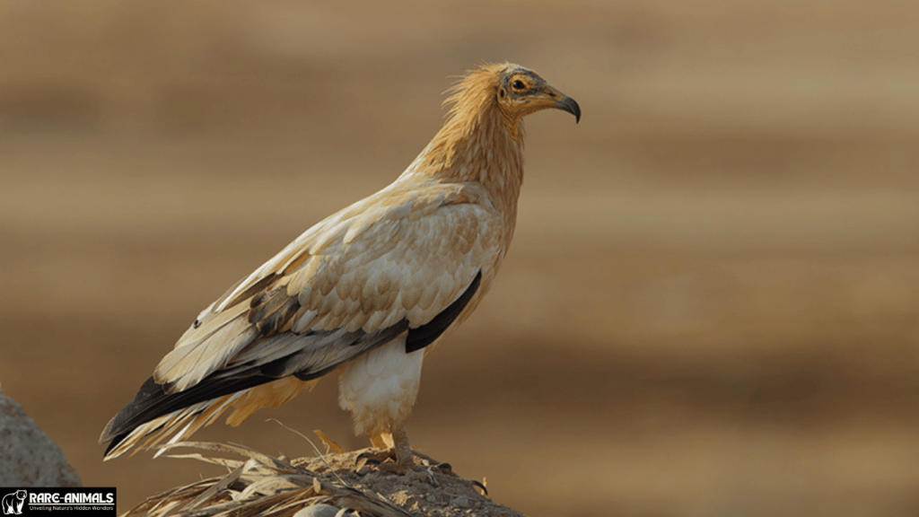 Egyptian Vulture (Neophron percnopterus)