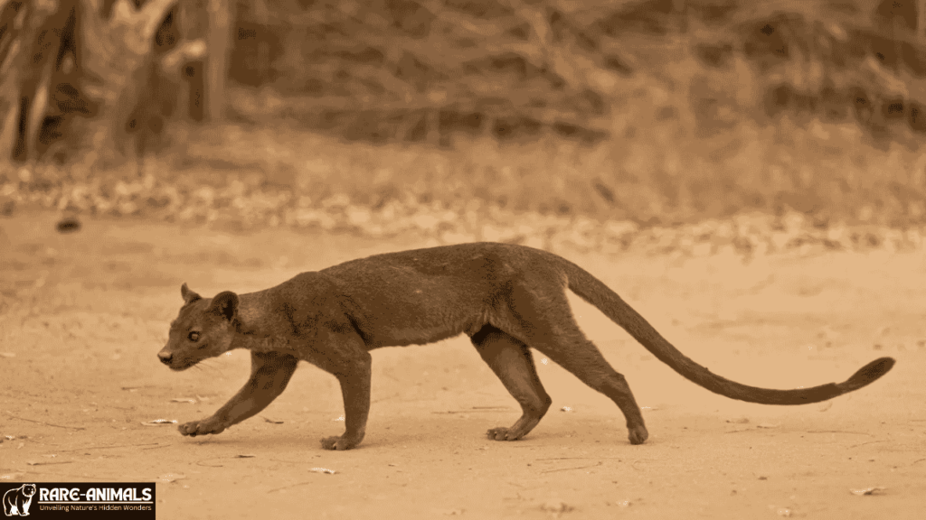 Efforts to Protect the Fossa