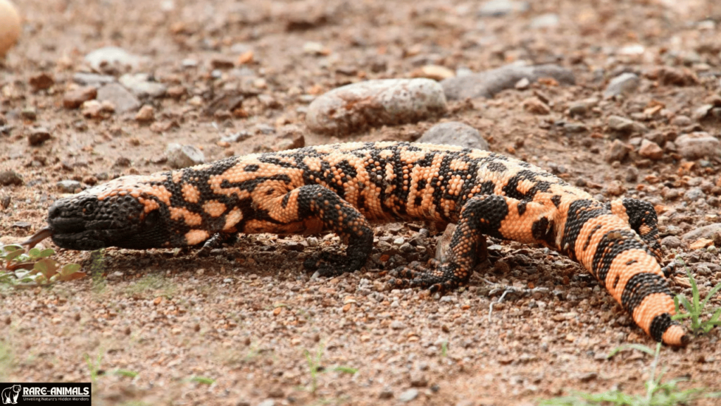 Gila Monster (Heloderma suspectum)