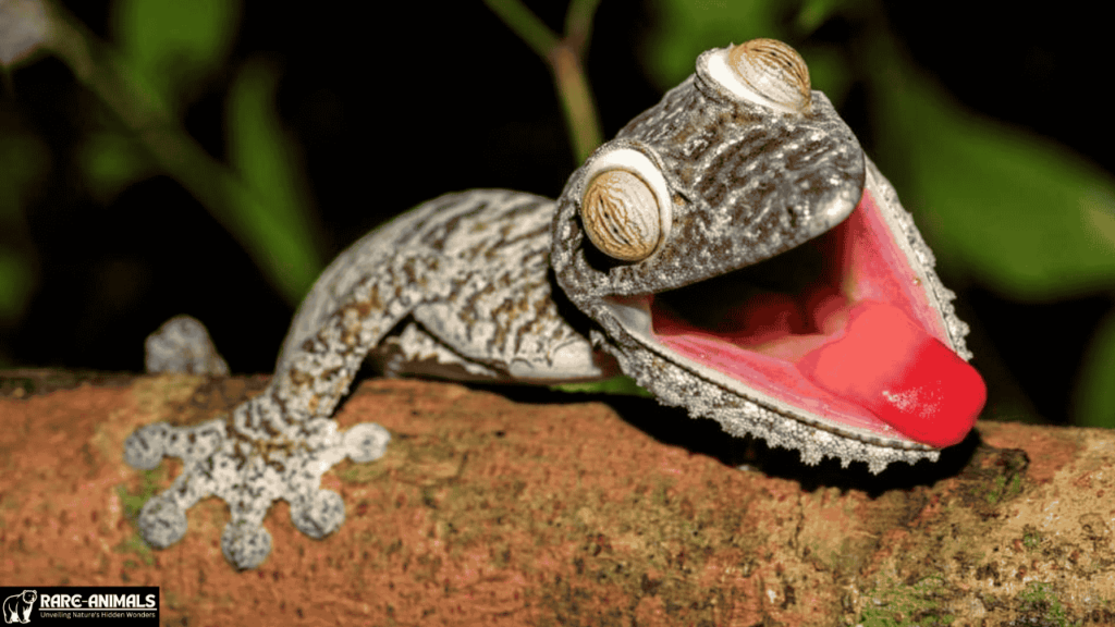 GirafLeaf-Tailed Gecko