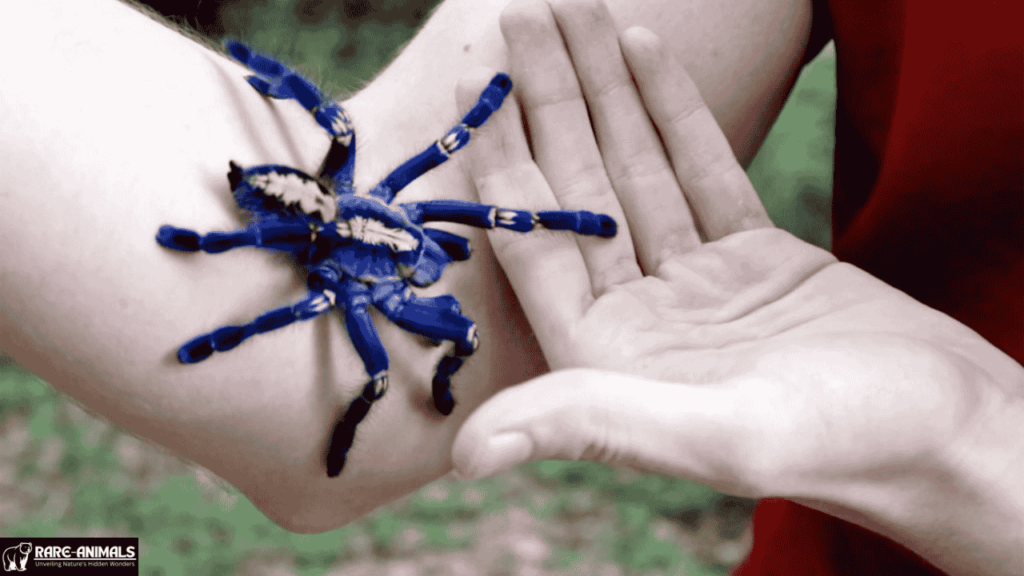 Gooty Sapphire Tarantula