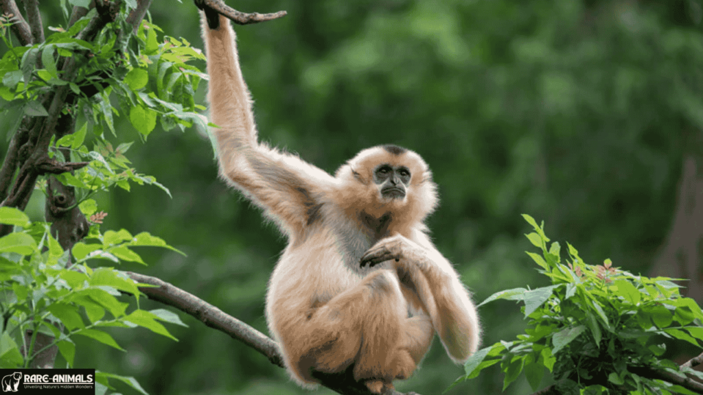 Hainan Gibbon