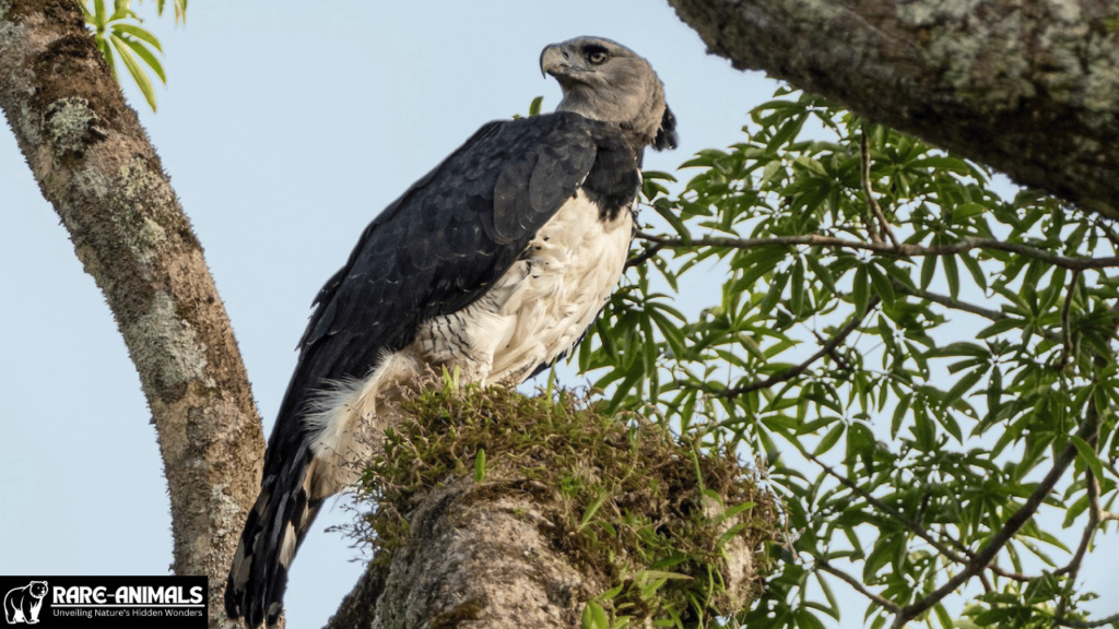 Harpy Eagle (Harpia harpyja)