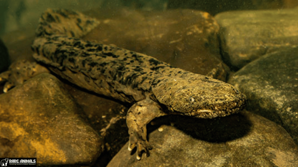 Hellbender Salamander (Cryptobranchus alleganiensis)