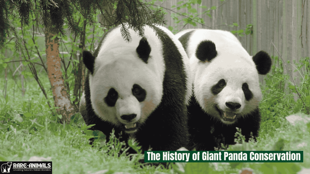 _History of Giant Panda Conservation