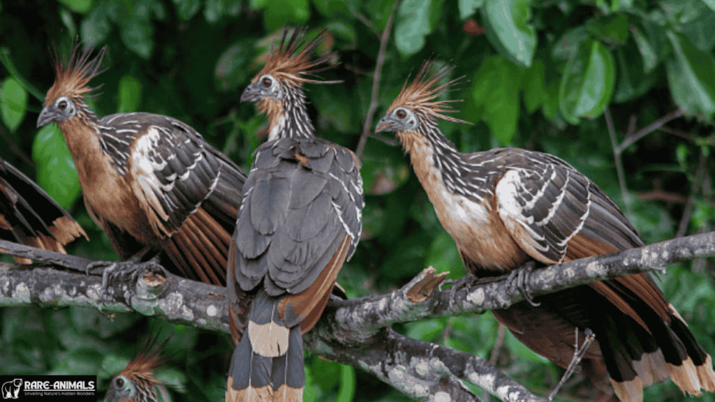 Hoatzin