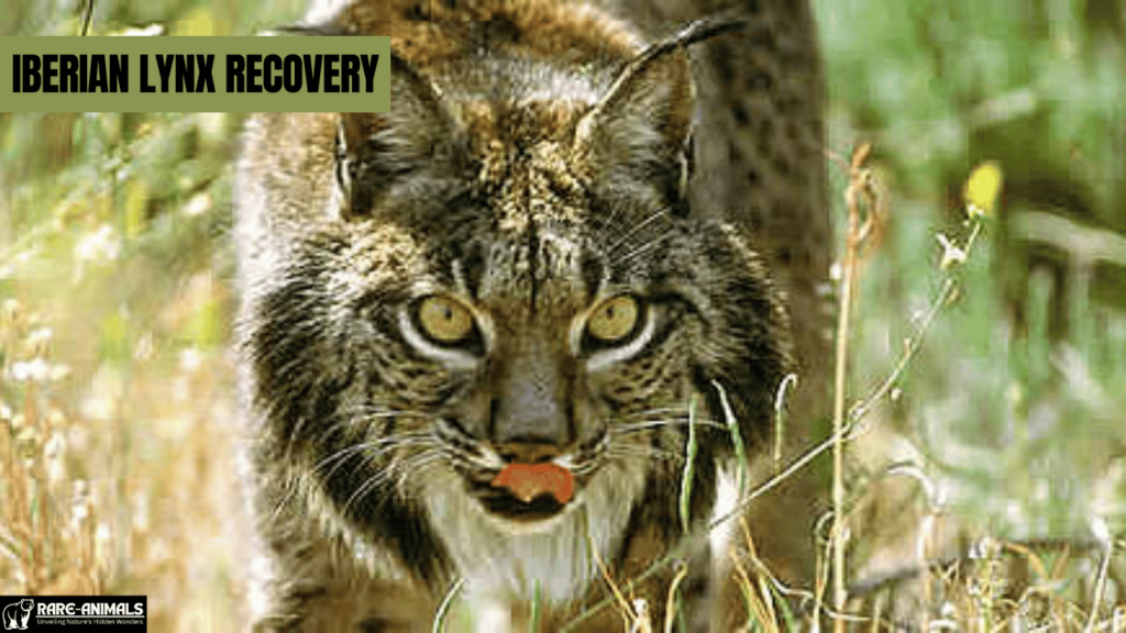 Iberian Lynx Recovery