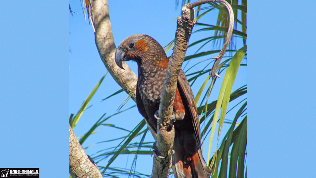 Kakā (Nestor meridionalis)