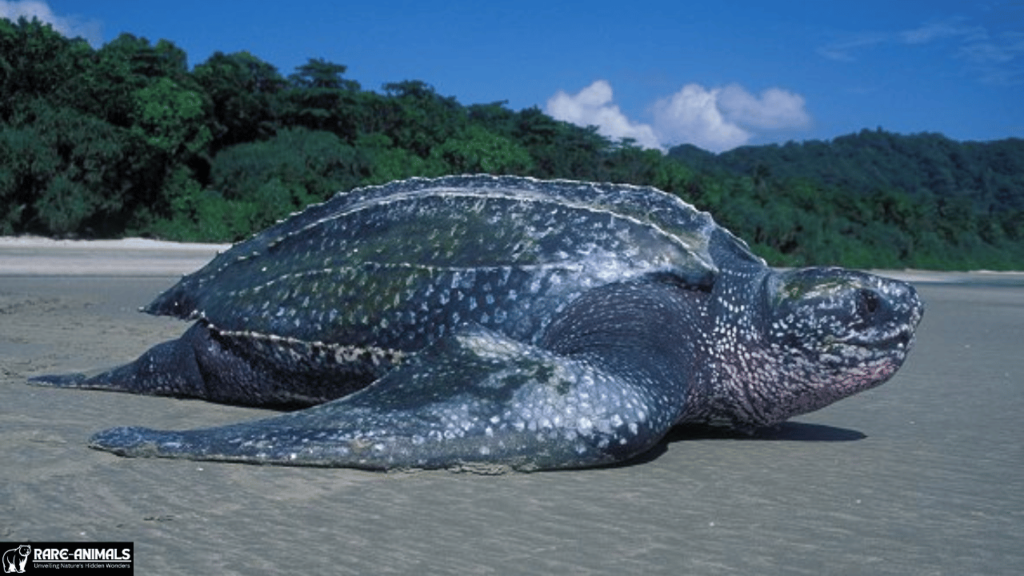 Leatherback Turtle (Dermochelys coriacea)