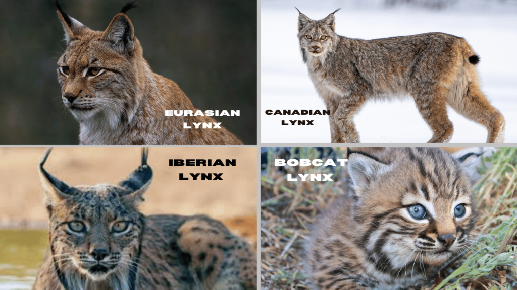 Lynx Species