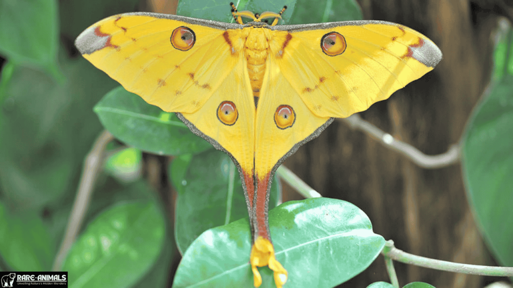 Madagascan Moon Moth