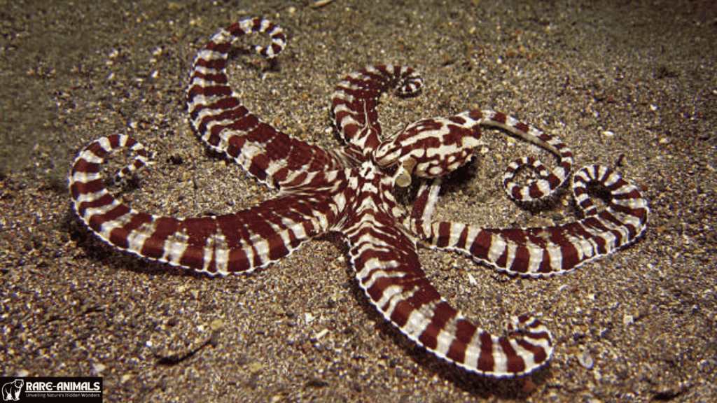 Mimic Octopus