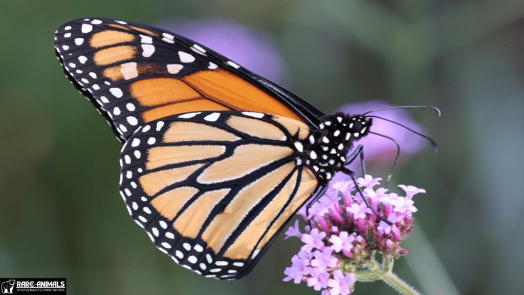 Monarch Butterfly (Danaus plexippus)