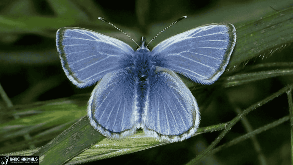 Palos Verdes Blue Butterfly