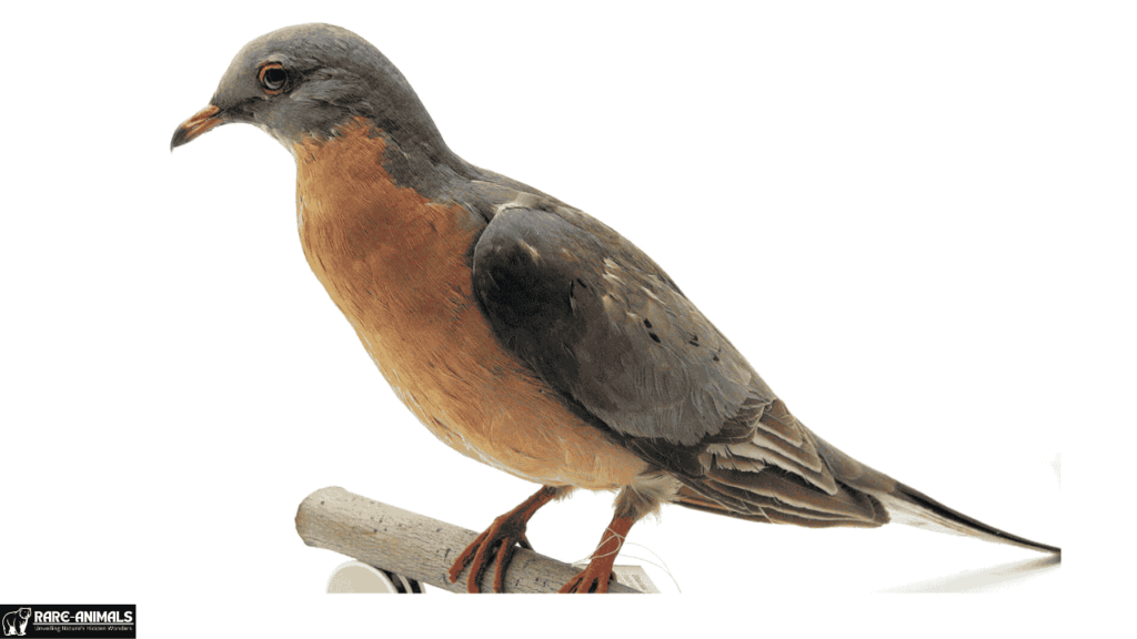 Passenger Pigeon