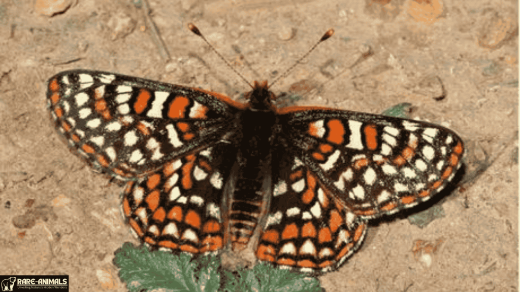 Quino Checkerspot Butterfly