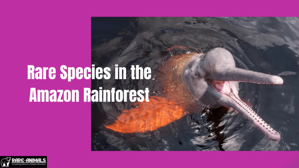 Rare Species in the Amazon Rainforest