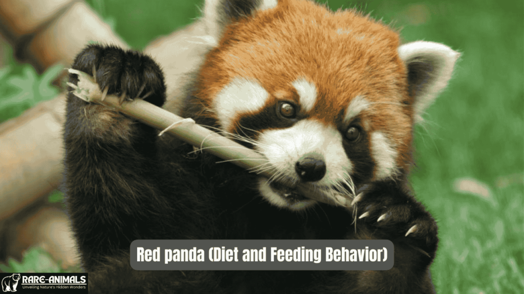 Red panda( Diet and Feeding Behavior)