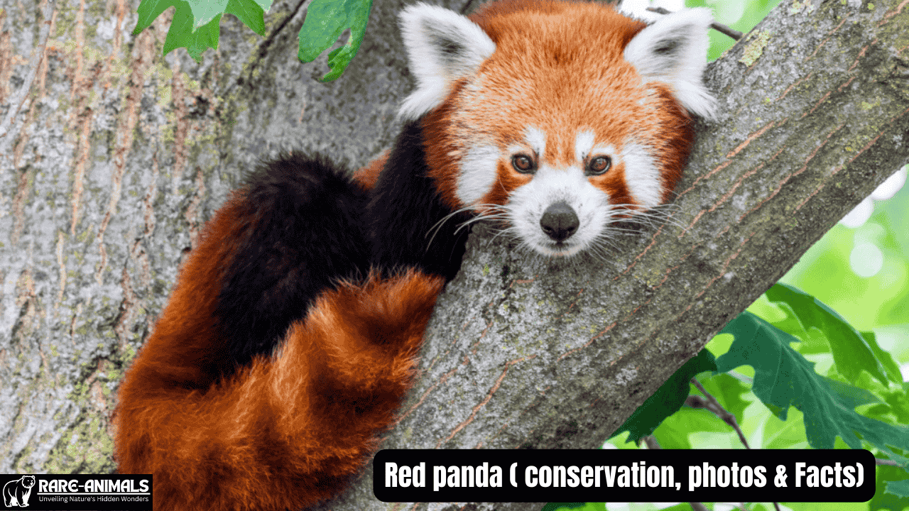 Red panda conservation, photos & Facts