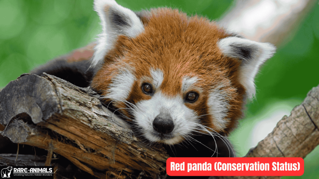 Red panda( conservation status)