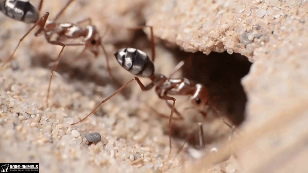 Saharan Silver Ant (Cataglyphis bombycina)