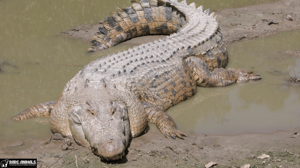  Saltwater Crocodile (Crocodylus porosus)