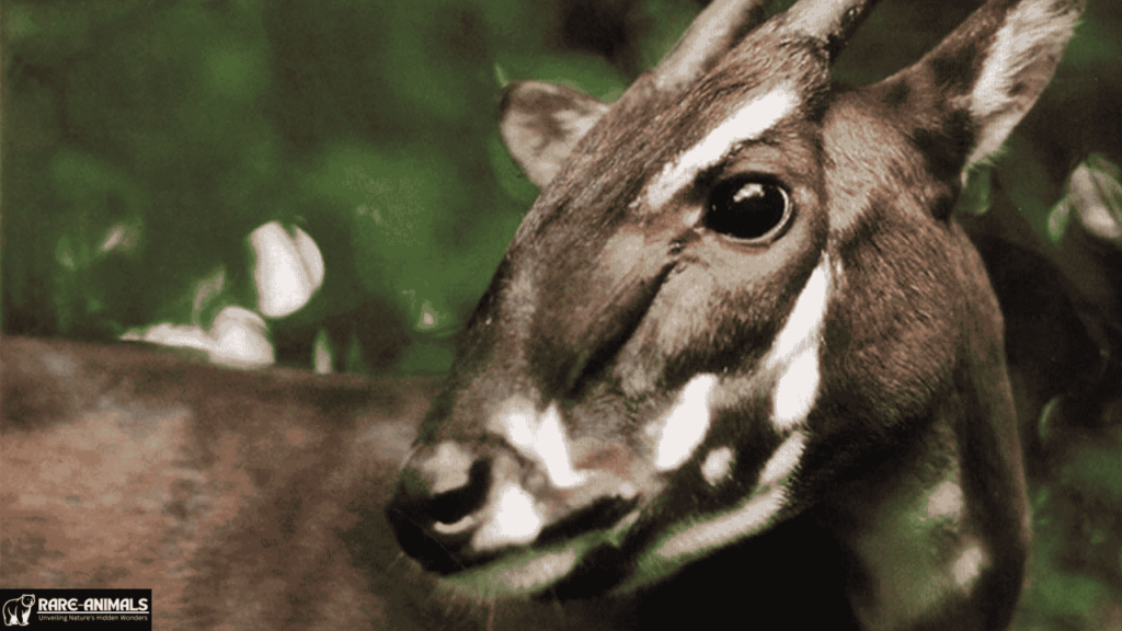 Saola