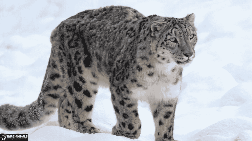 Snow Leopard