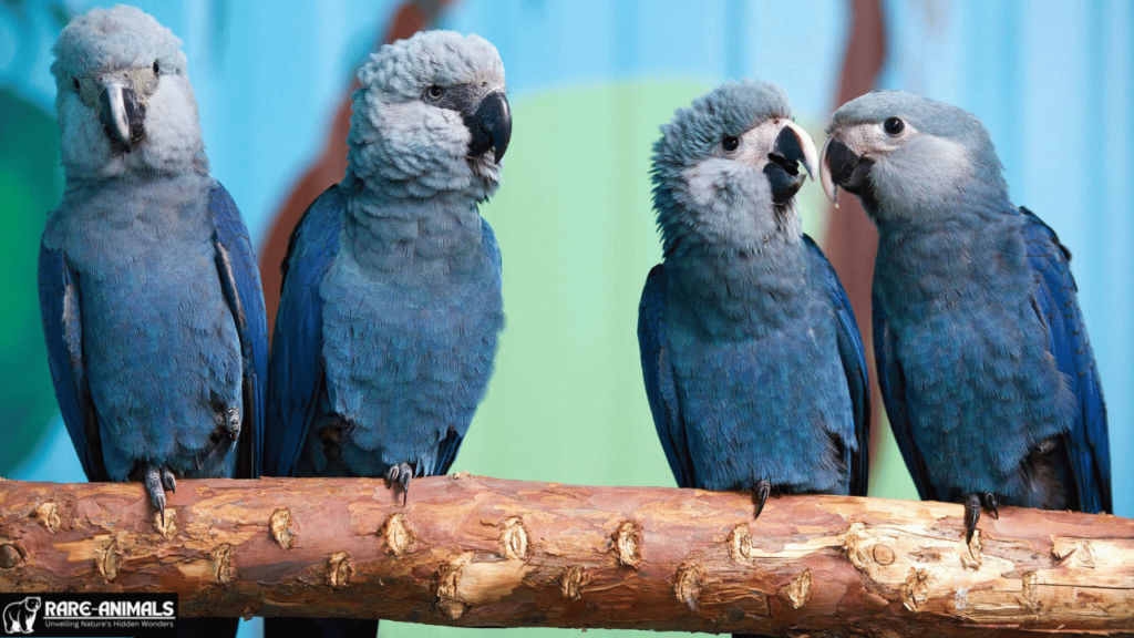 Spix’s Macaw (Cyanopsitta spixii)