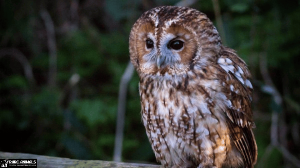 Tawny Owl (Strix aluco)