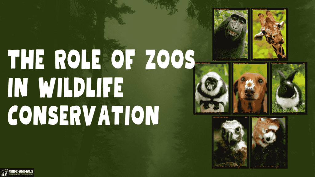 The Role of Zoos in Wildlife Conservation