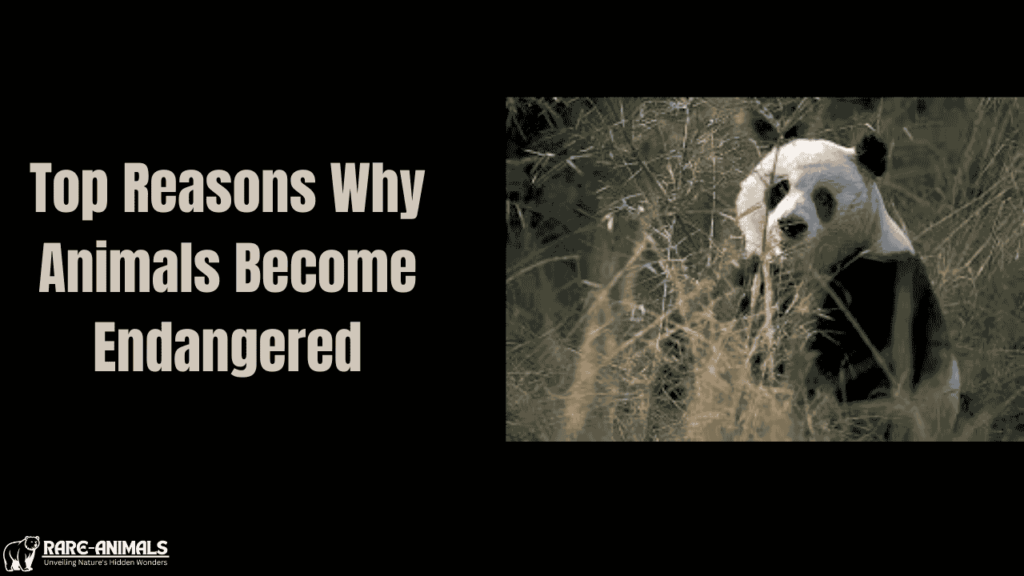 Top Reasons Why Animals Become Endangered