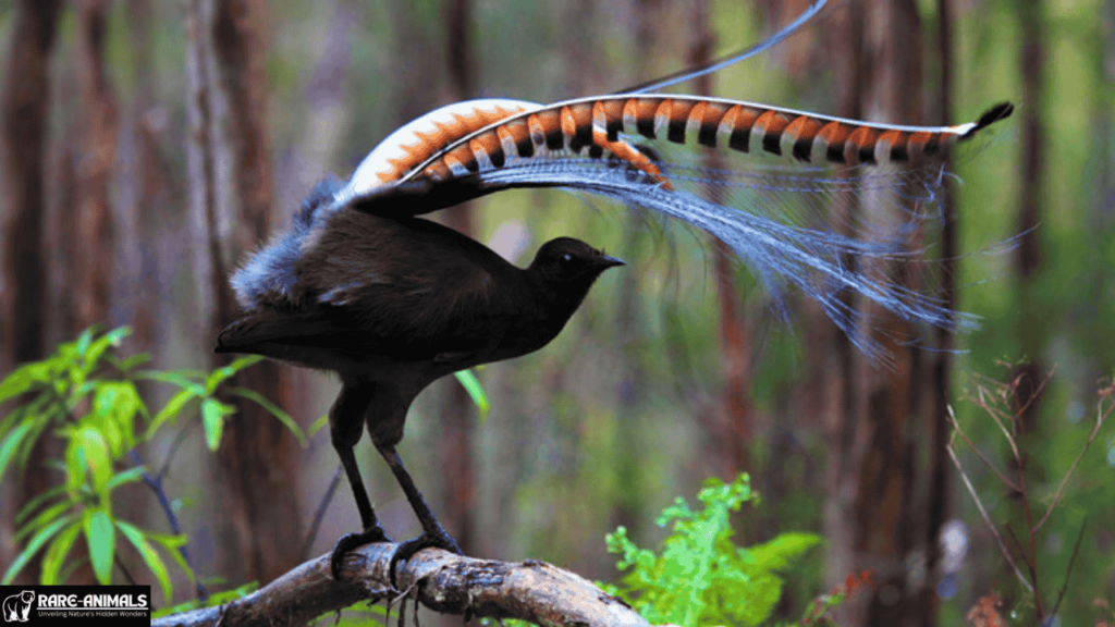 Lyrebird