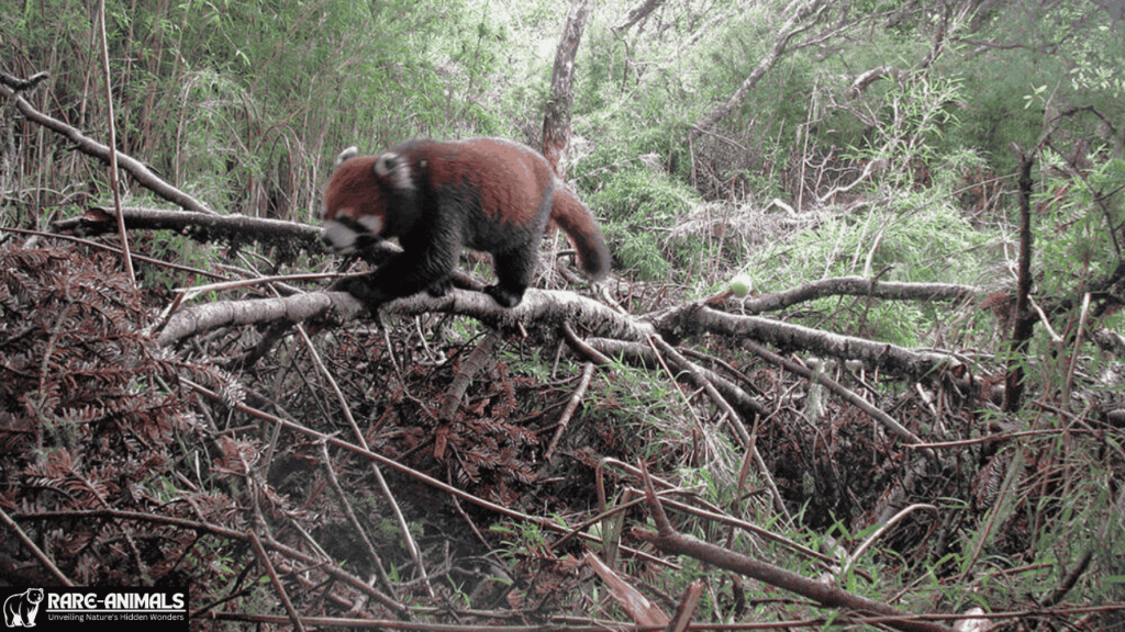 Where Do Red Pandas Live?