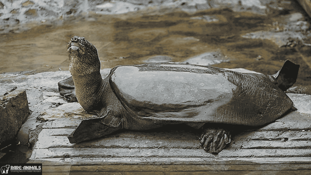 Yangtze Giant Softshell Turtle